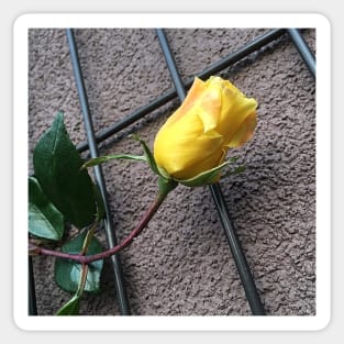 Yellow Rose On The Wall Sticker